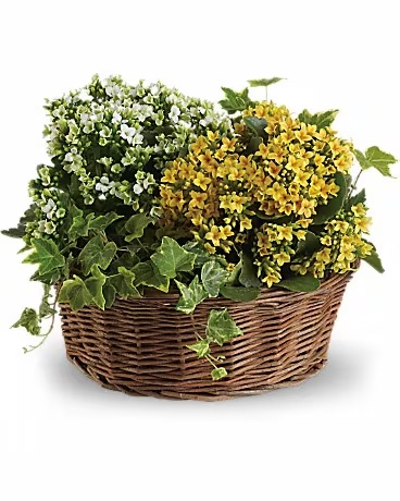 Basket Joy